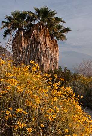 Desert Bloom