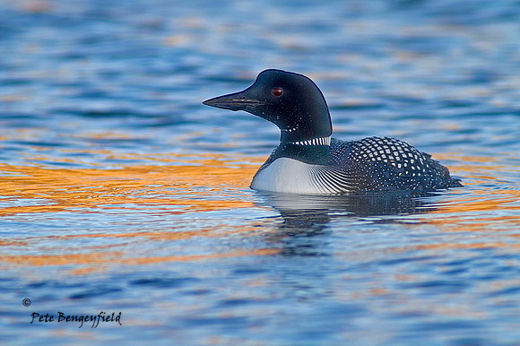 Common Loon