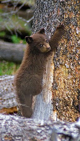 Climbing Up