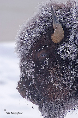 Frosty the Bison