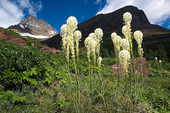 Glacier Scene