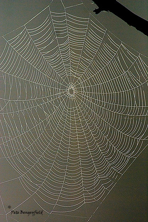 Dewey Web