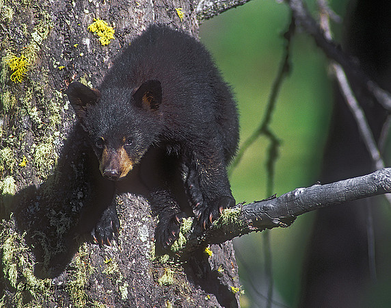 Curious Cub