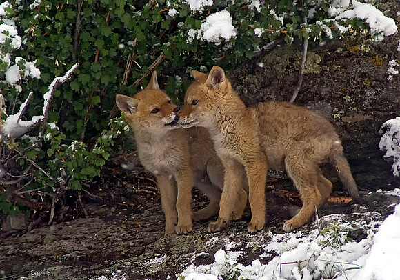 Brotherly Love