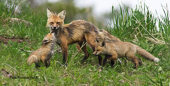 Fox Family