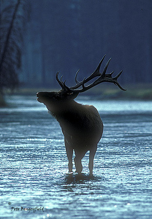 elk-2054-k