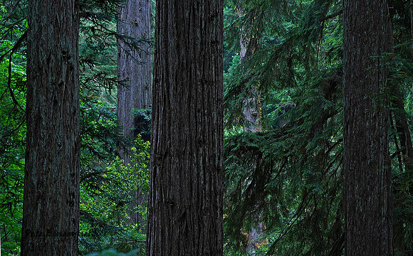 Doric Redwoods