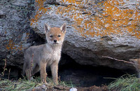 Coyotes