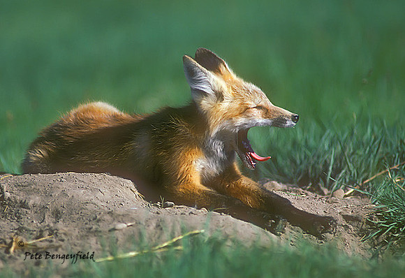 fox-181-k