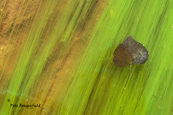 Floating Leaf