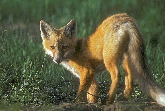 fox-035-k