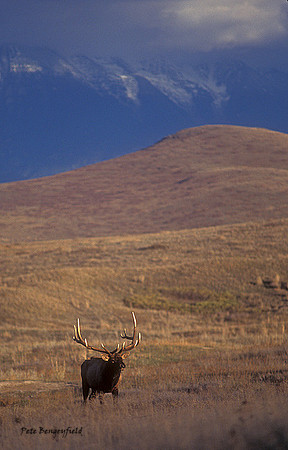 elk-3038-f