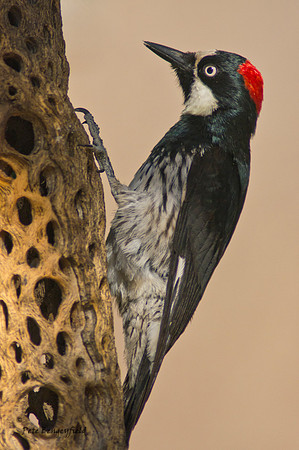 Acorn Woodpecker
