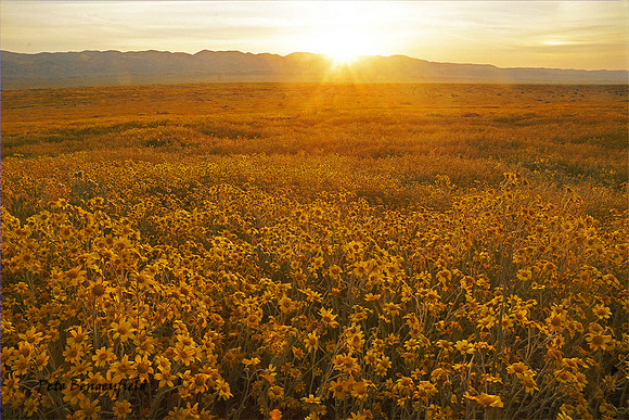 Carpet of Gold