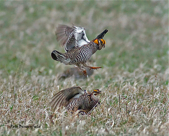 Chicken Fight