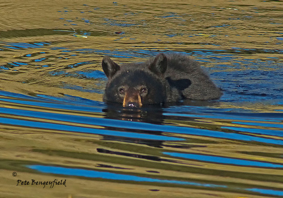Black Bear Bath