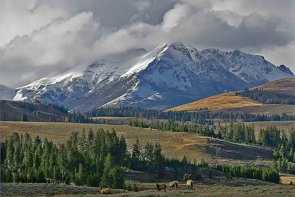 Elk Country