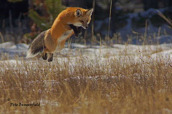 Flying Fox