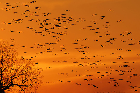 Coming Home to Roost