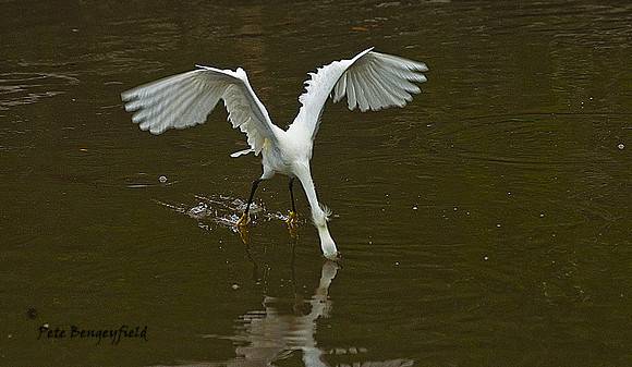 Feeding Flight