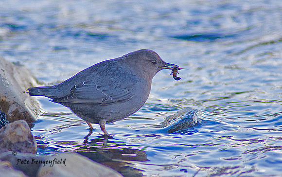 Dipper