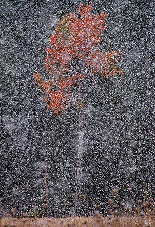 First Snow - Tetons