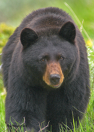 Bruiser