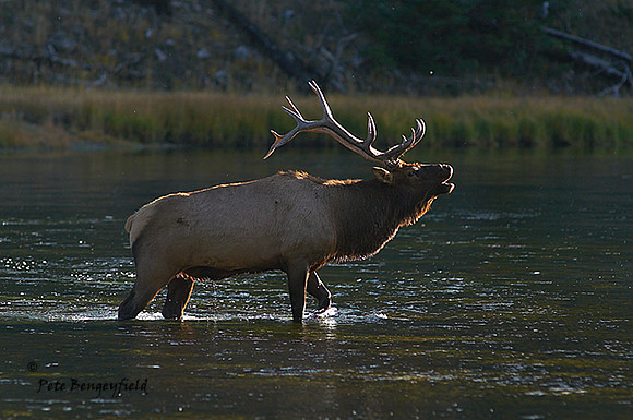 Bugle Crossing