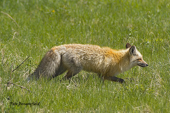 fox-352-d