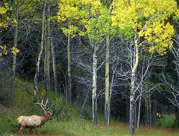 elk-2771-F