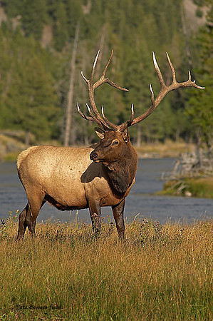 ELK-4501