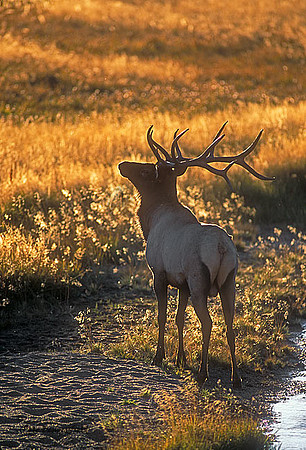 elk-4172-f