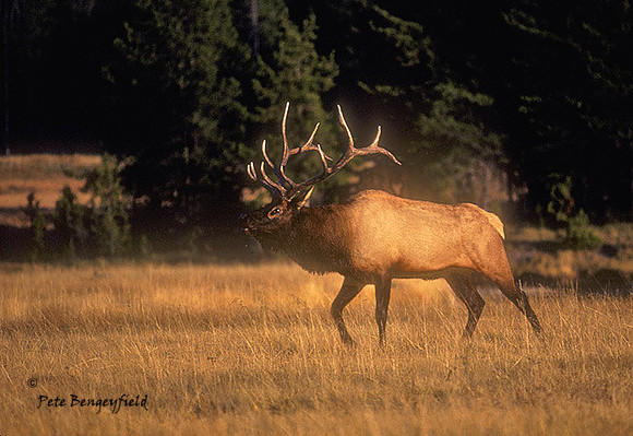 elk-0283-k
