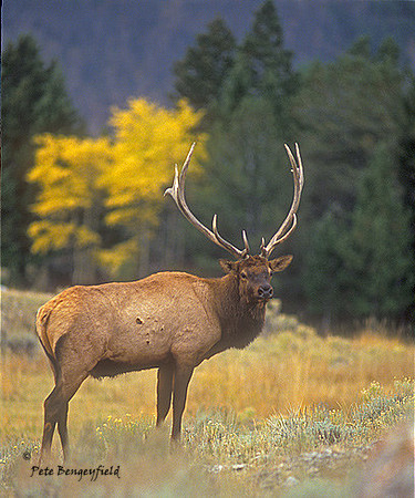 elk-2460-f