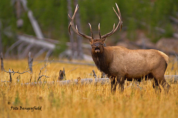 ELK-4591