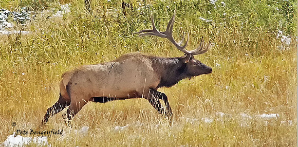 elk-4947-d