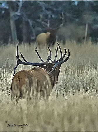 elk-4949-d