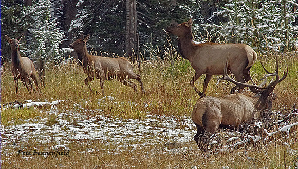 elk-4948-d