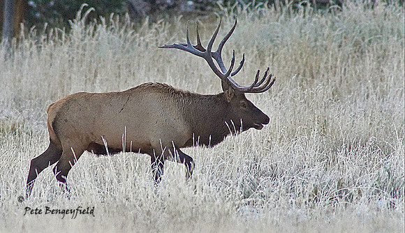 elk-4950-d