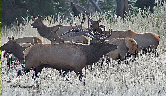 elk-4951-d