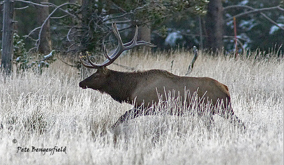 elk-4952-d