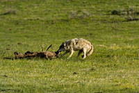 Wolves