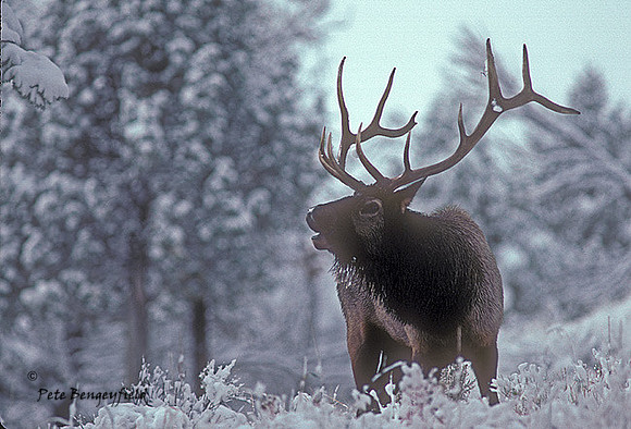 elk-1953-k