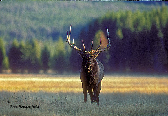 elk-795-k