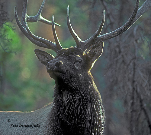 elk-1837-k