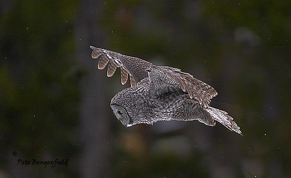 owl-449-d