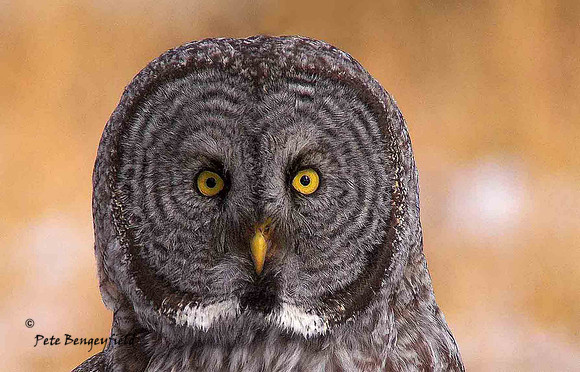 OWL-444