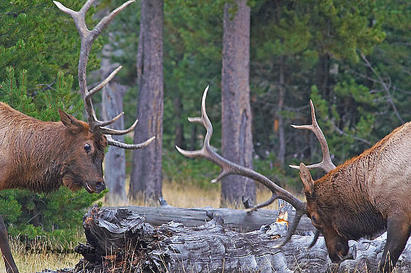 ELK-4577