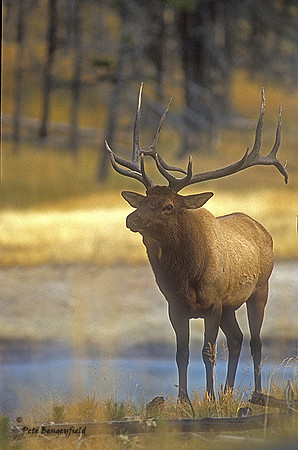 elk-2741-f