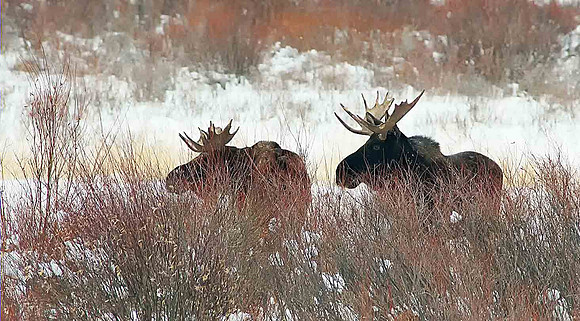 m-1036-d